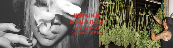 сатива Осинники